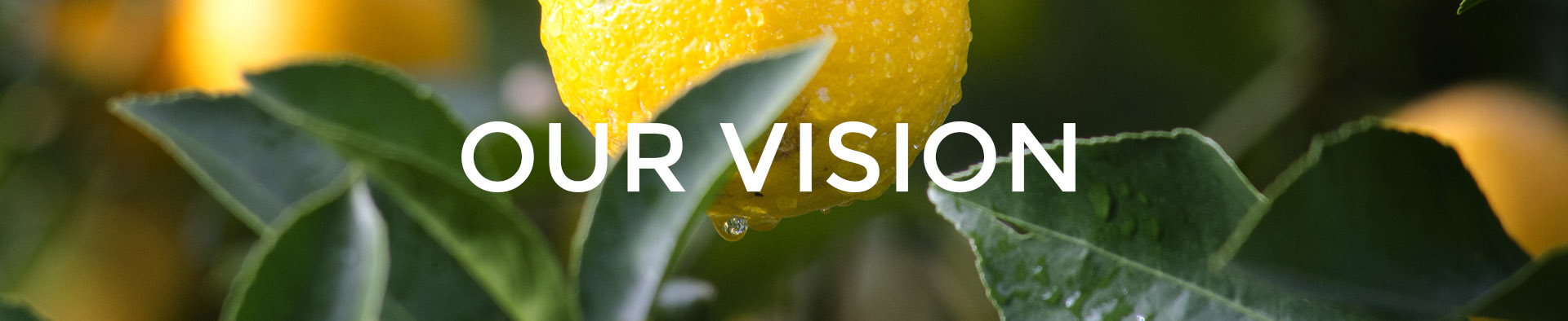 Our vision